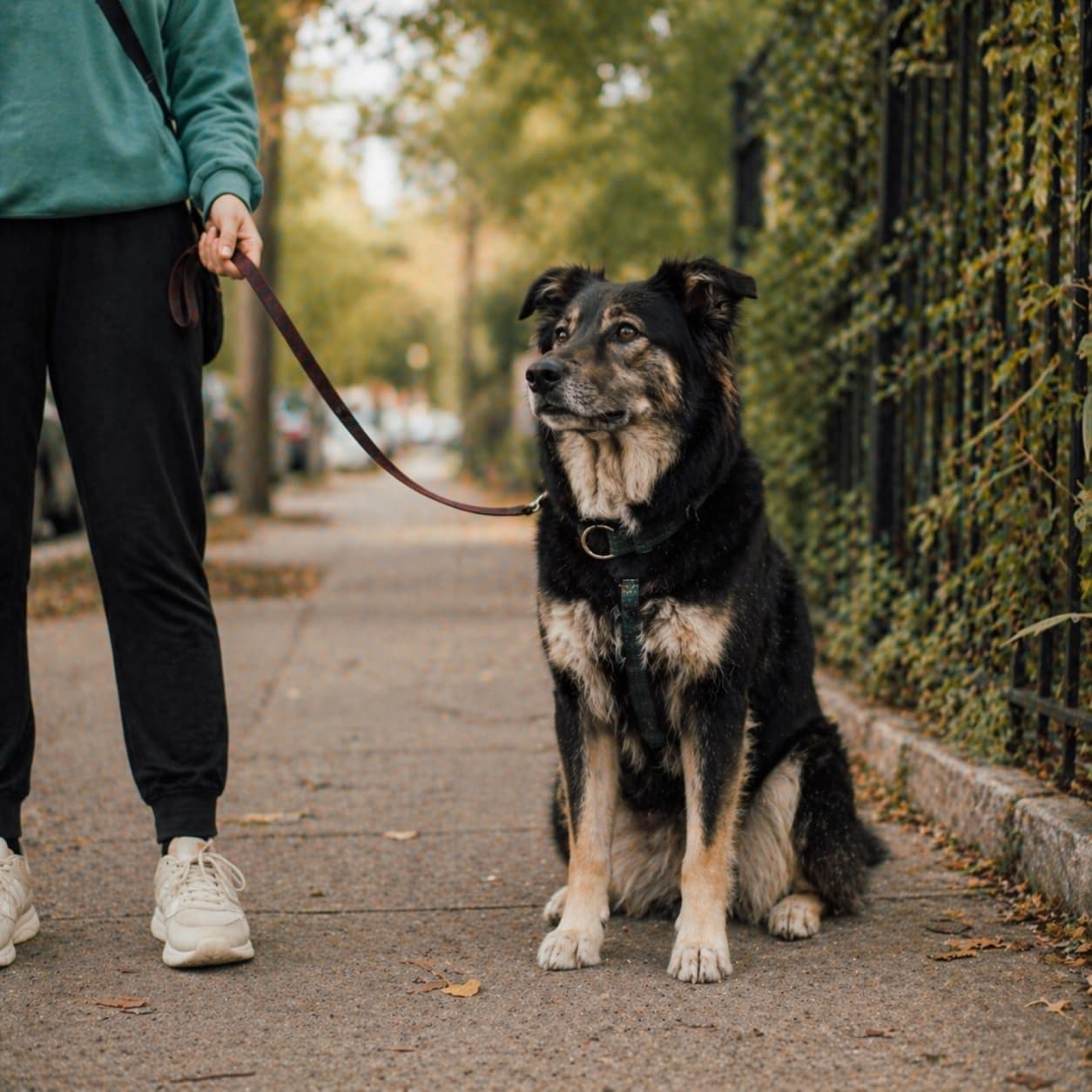 A patient dog sitting calmly — consistency over time is how desensitization actually works, not intensity