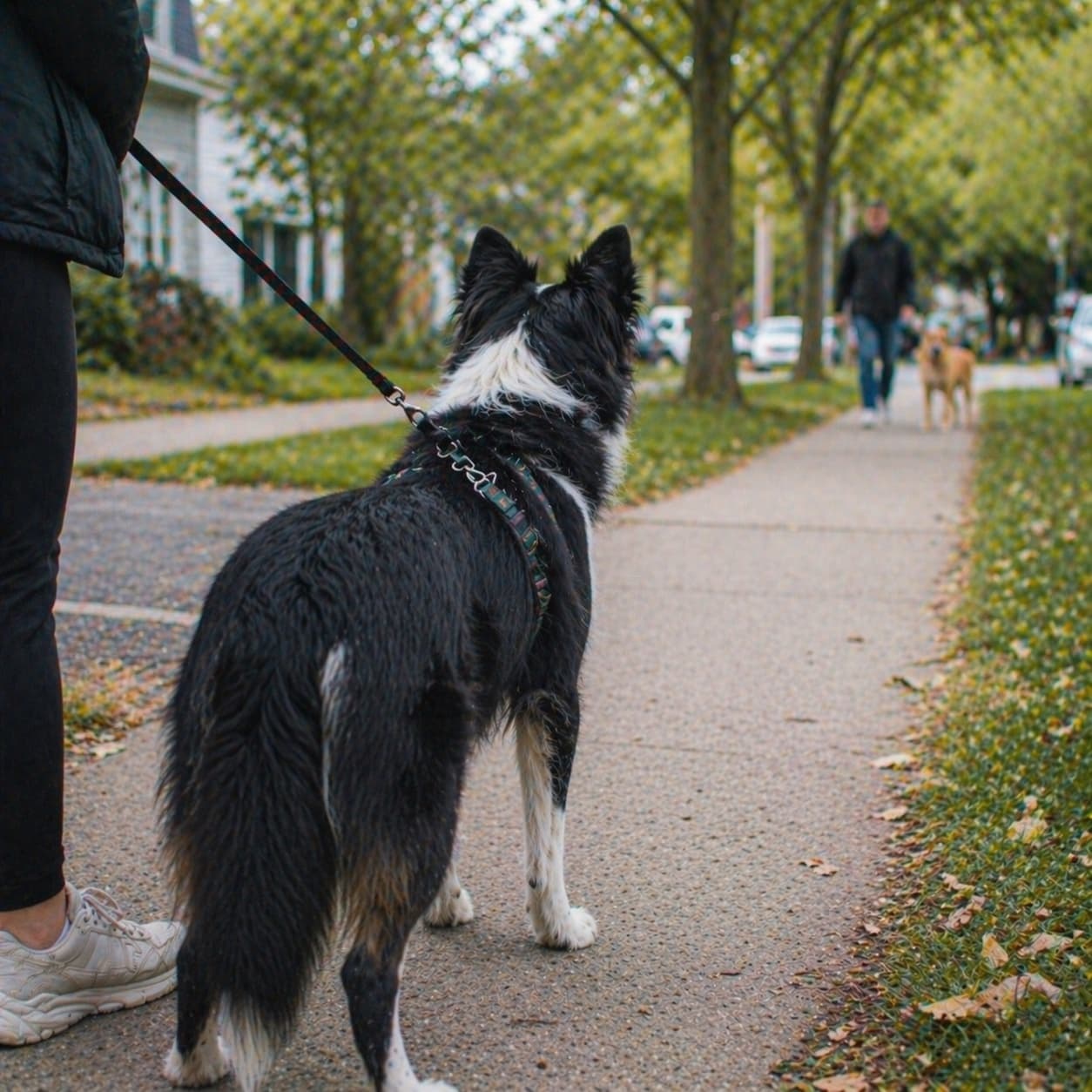 An alert dog on leash watching the street - lunging at other dogs is usually a threshold problem
