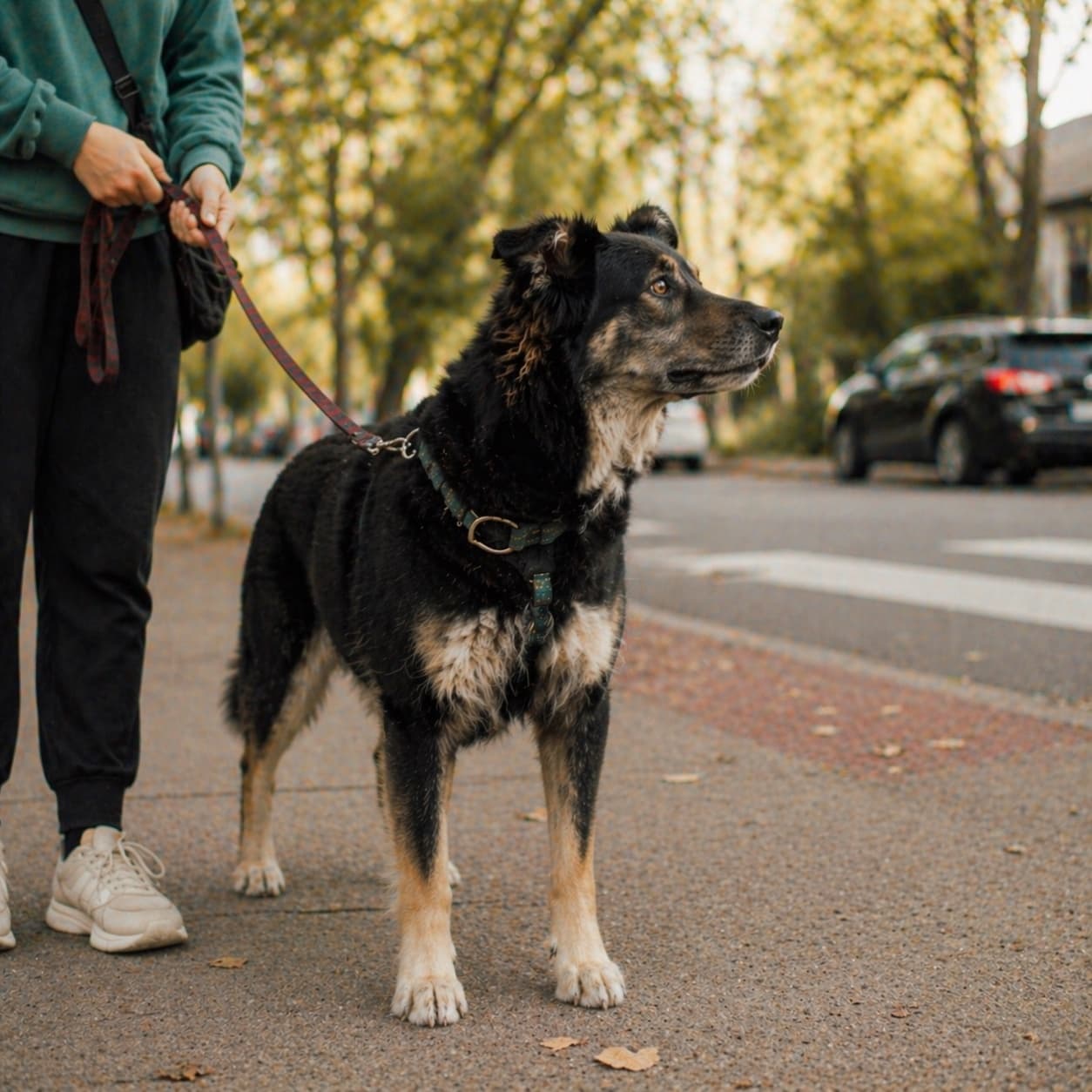 A confident, standing-tall dog — the realistic transformation good reactivity work actually produces