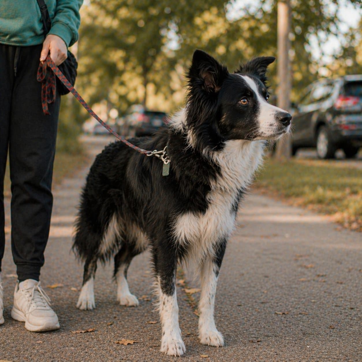 An attentive border collie — a high-drive, leash-reactive-prone breed owners of reactive dogs know well