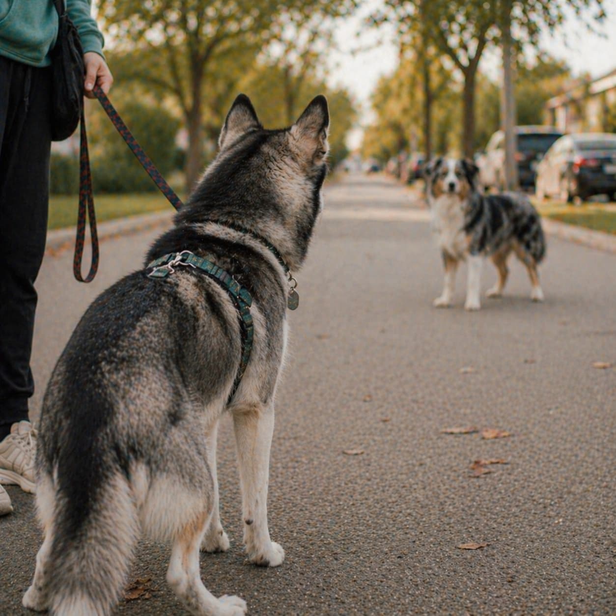 Another dog on the walk — the most common reactivity trigger, shown as the neighbour-dog your dog barks at