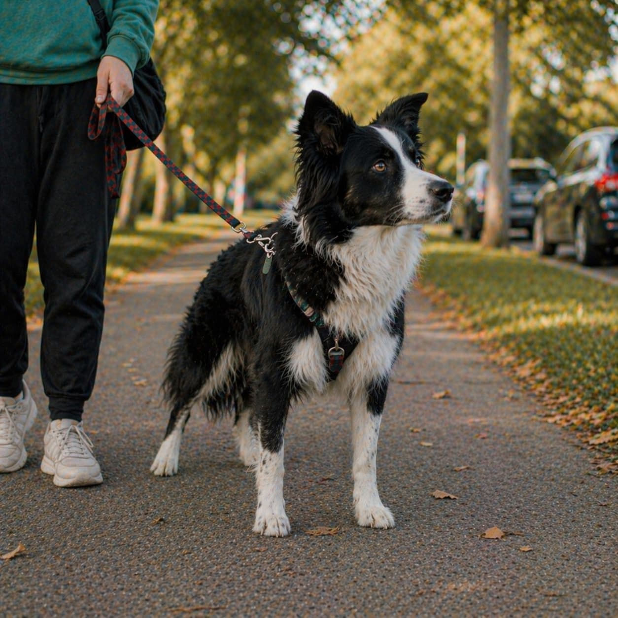 A primed, hyper-vigilant dog — the alert state that precedes every leash-reactive lunge