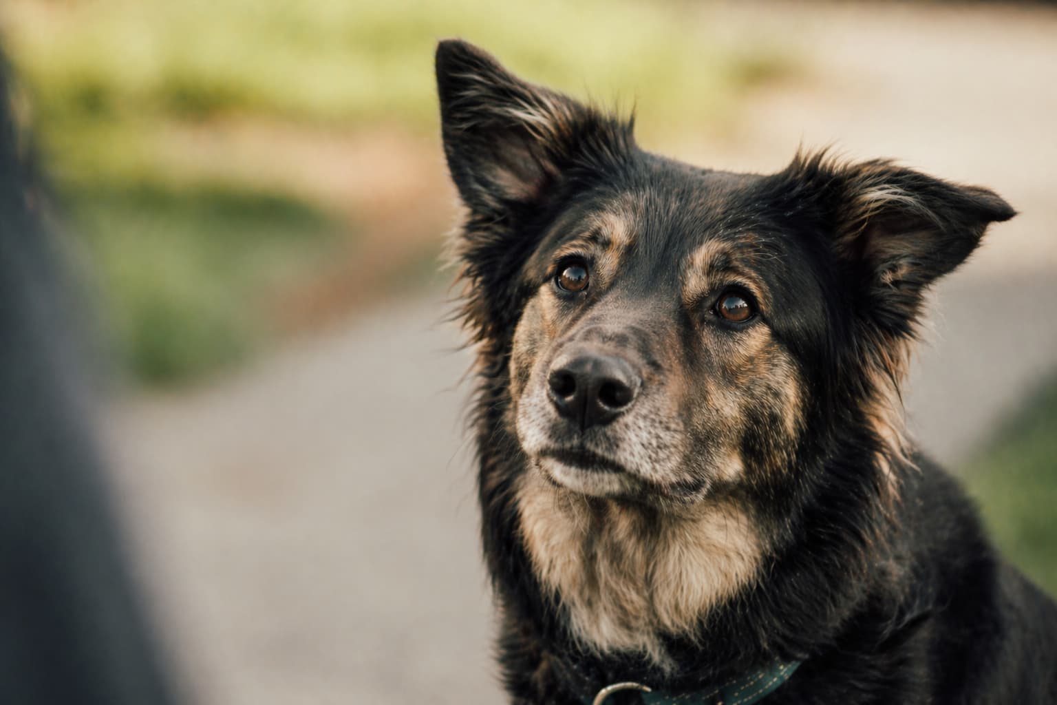 A dog and handler calmly working through a training moment — the outcome of science-based protocols