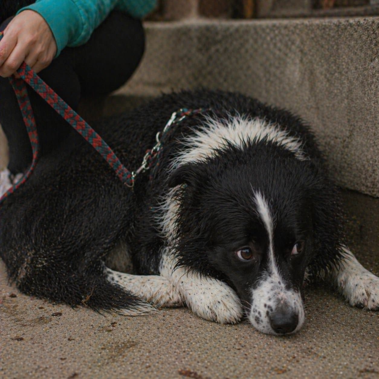 A dog lying low with wide, worried eyes — the body language of a fearful dog asking for more space