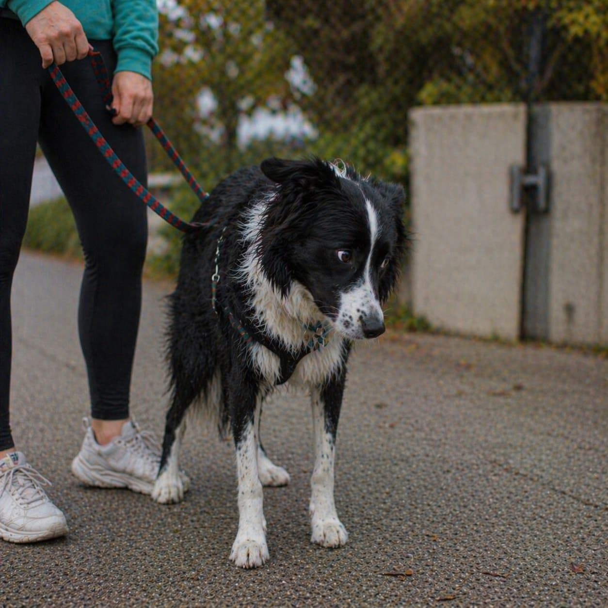 A shy, uncertain dog with a tilted head — the moment of 'I'm not sure about this' that precedes fear-based behaviour