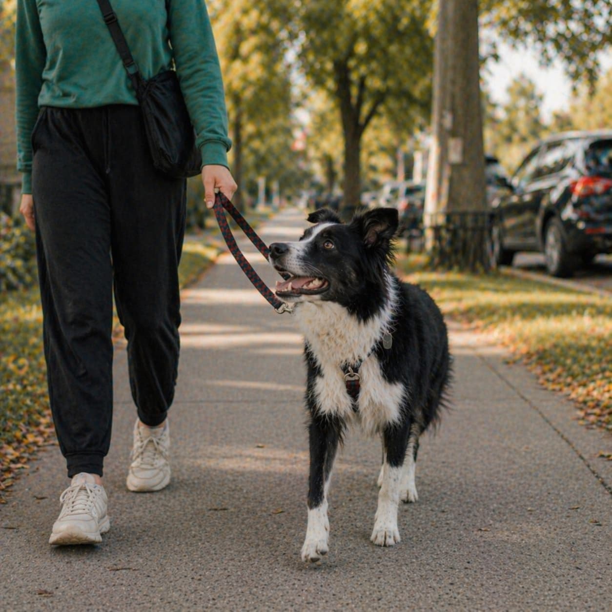 A calm walk on a loose leash — the outcome the daily plan is built for